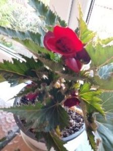 BegoniaRosie - Diverse flori