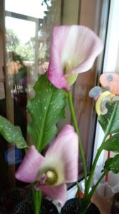 Zantedeschia-Cala - Diverse flori