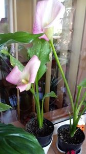 Zantedeschia-Cala - Diverse flori