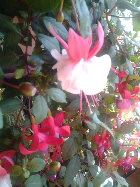 Fuchsia-Cercelus - Diverse flori