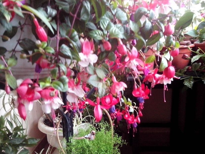 Fuchsia-Cercelus - Diverse flori