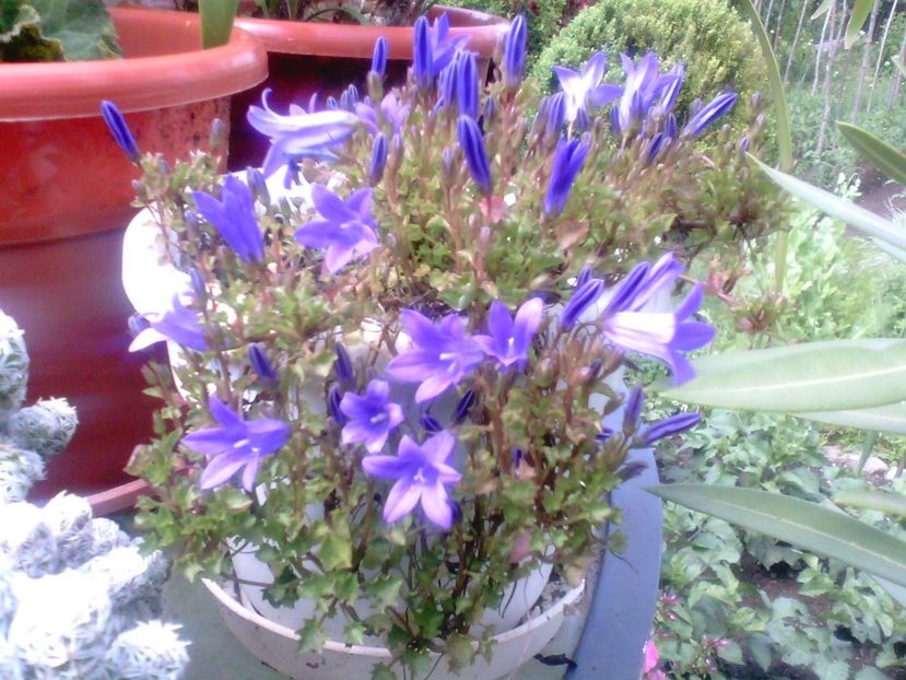 Campanula-Clopotel - Diverse flori