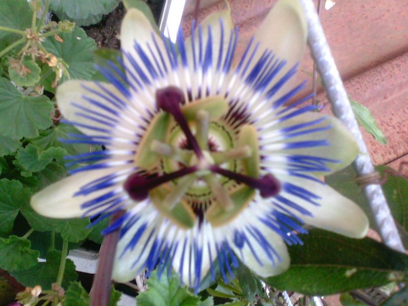 Passiflora - Diverse flori