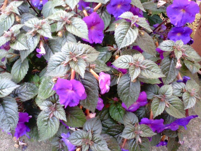 Achimenes - Diverse flori