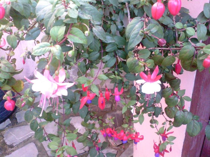 Fuchsia-Cercelus - Diverse flori
