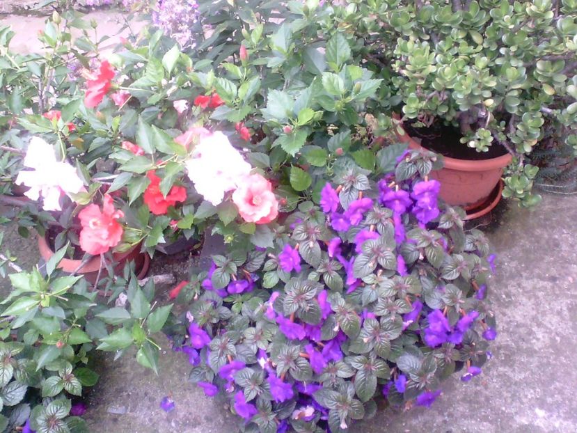 Achimenes,CrassulaOvata,TrandafiriJaponezi - Diverse flori