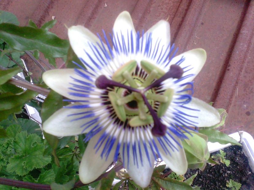 Passiflora - Diverse flori