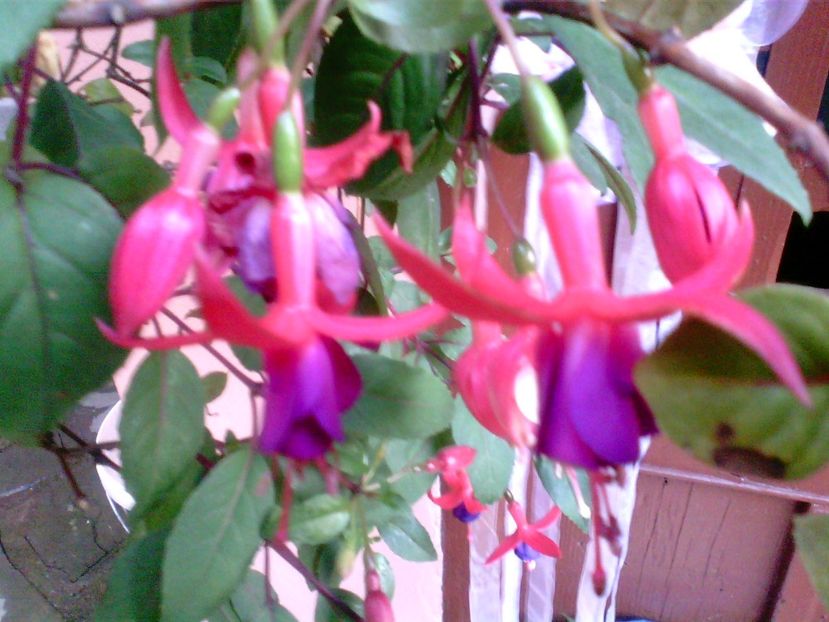 Fuchsia-Cercelus - Diverse flori