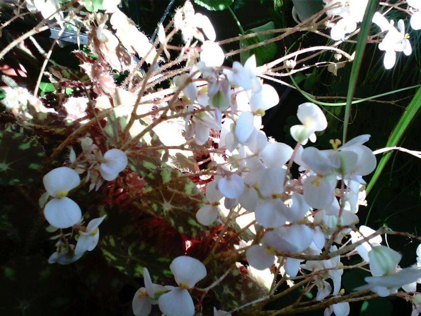 BegoniaBoweri - Diverse flori