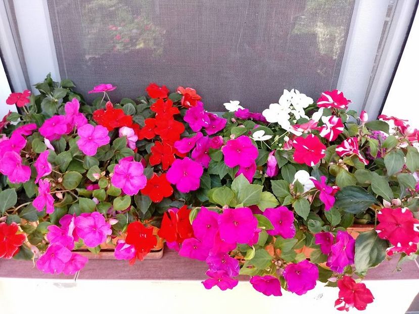 Impatiens-SporulCasei - Diverse flori
