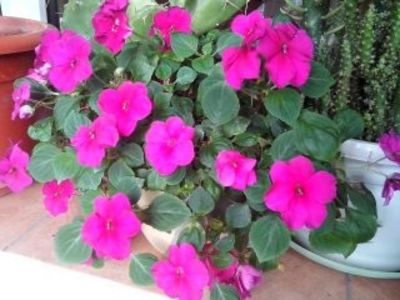 Impatiens-SporulCasei - Diverse flori