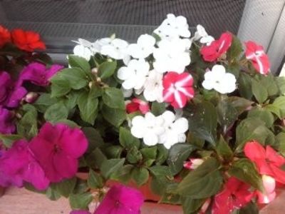 Impatiens-SporulCasei - Diverse flori