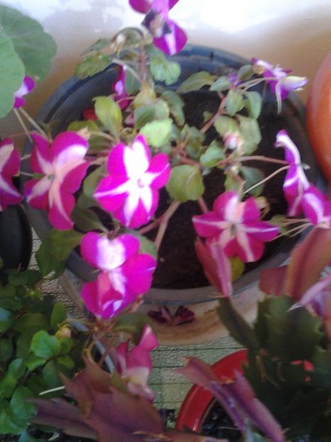 Impatiens-SporulCasei - Diverse flori