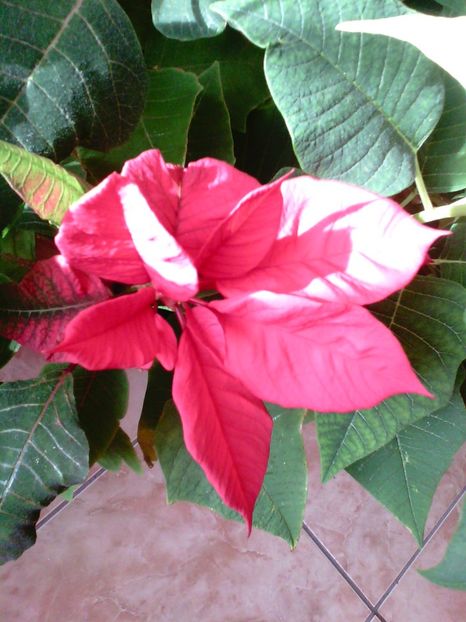 Poinsettia - Poinsettia-Steaua Craciunului