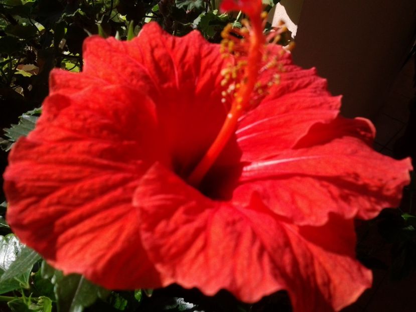 Hibiscus Cairo Red - Trandafiri japonezi