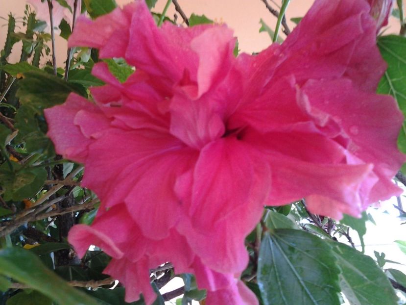 Hibiscus double pink-cyclam - Trandafiri japonezi