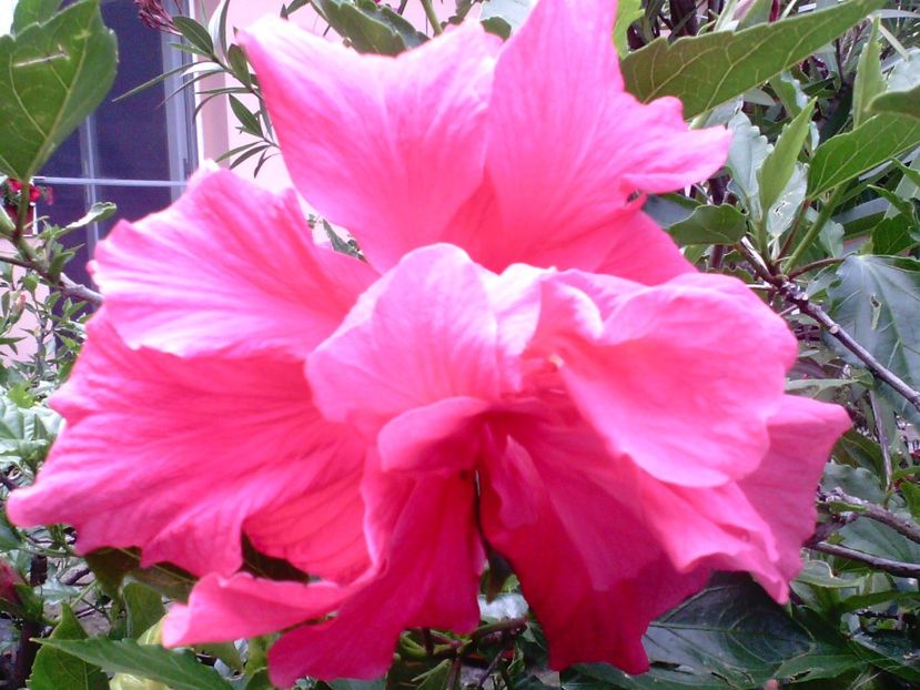 Hibiscus double pink-cyclam - Trandafiri japonezi