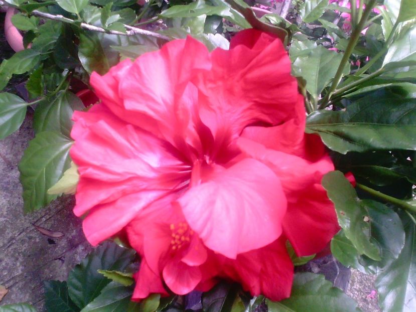 Hibiscus double pink-cyclam - Trandafiri japonezi