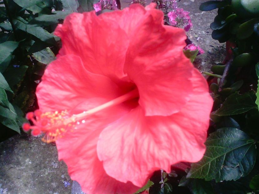Hibiscus Cairo Red - Trandafiri japonezi