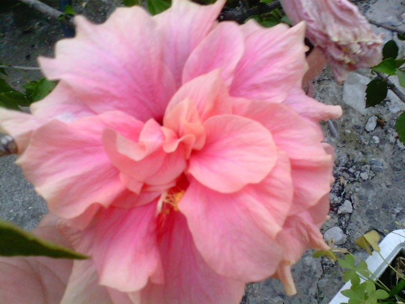 Hibiscus kona - Trandafiri japonezi