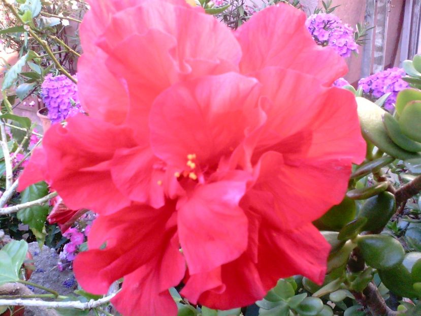 Hibiscus Double Red - Trandafiri japonezi