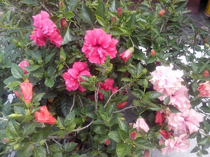 Hibiscus Cairo Red, Hibiscus double pink-cyclam, Hibiscus Kona - Trandafiri japonezi