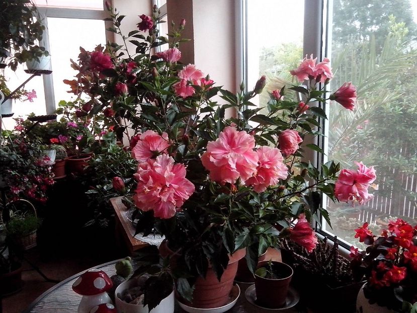 Hibiscus kona - Trandafiri japonezi