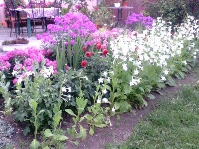  - Gradina mea