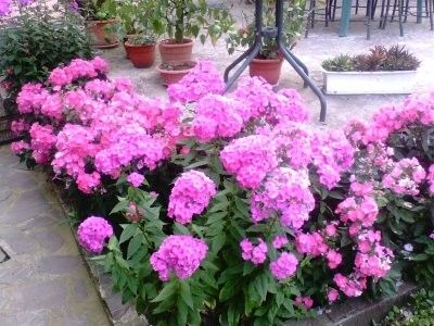  - Gradina mea