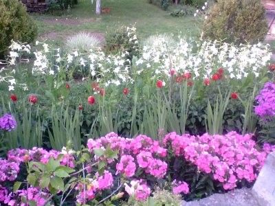  - Gradina mea