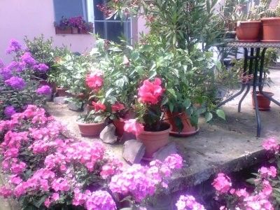  - Gradina mea