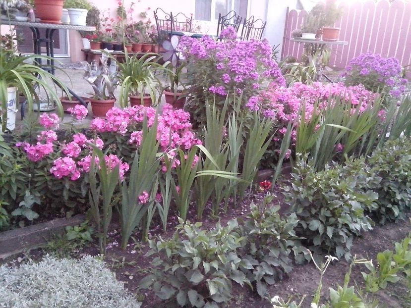  - Gradina mea