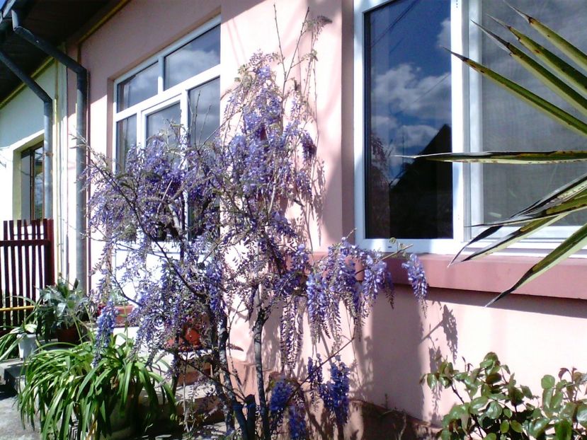  - Gradina mea