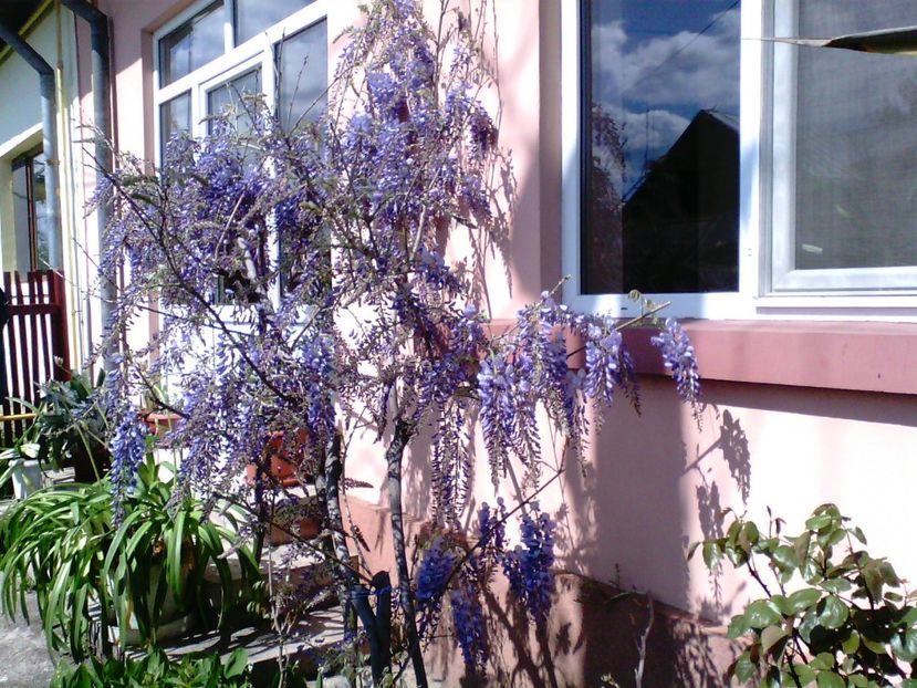  - Gradina mea