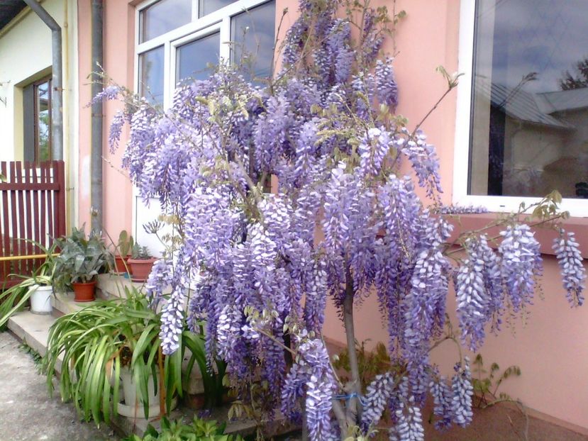 Glicina - Gradina mea