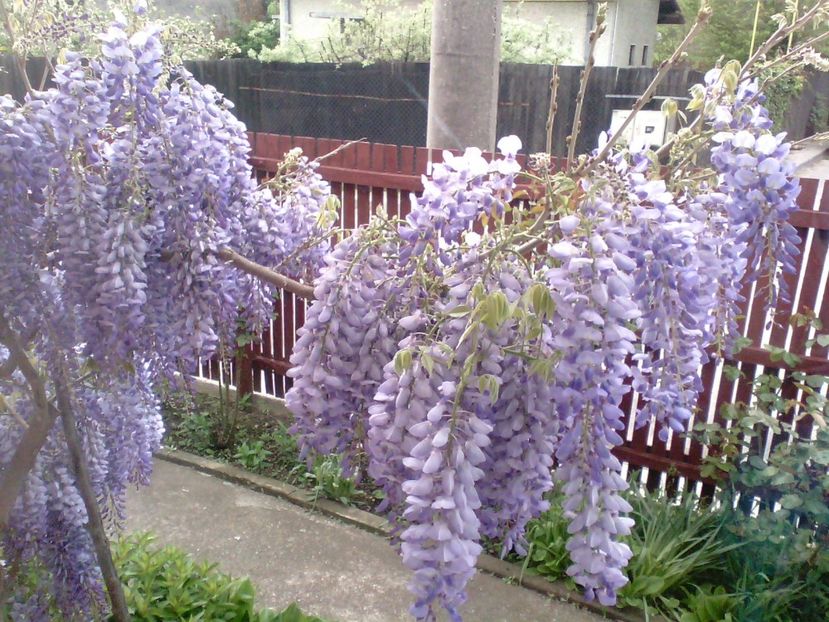 Glicina - Gradina mea