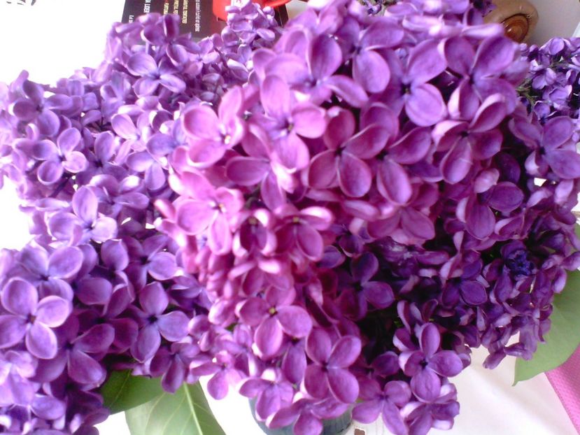 Liliac - Gradina mea
