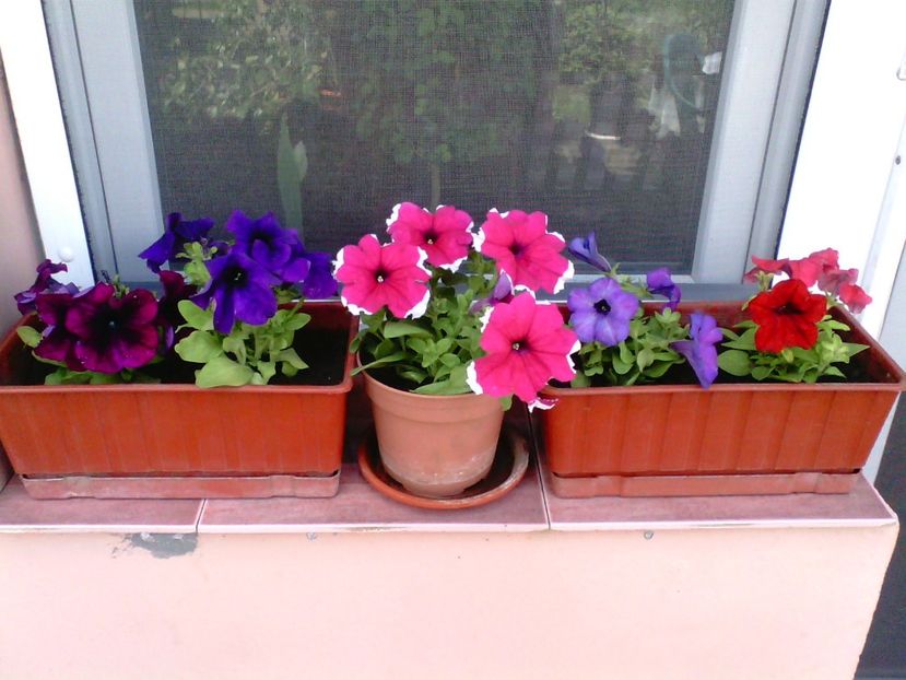 Petunii - Gradina mea