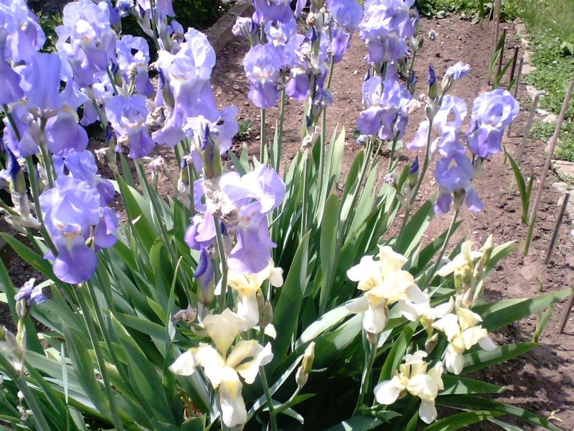 Irisi bleu si galbeni - Gradina mea