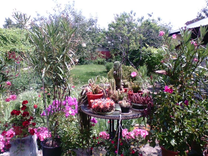  - Gradina mea