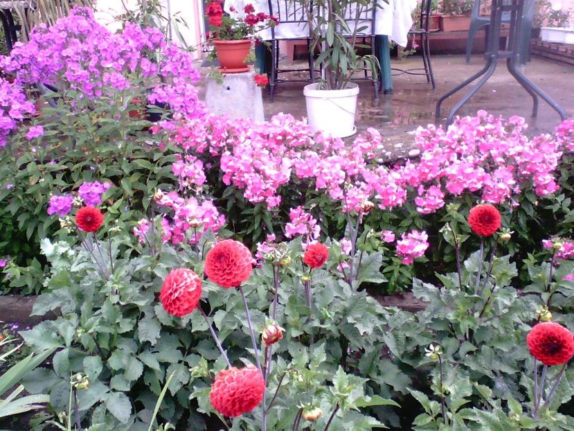 Dalii rosii si Phlox - Gradina mea