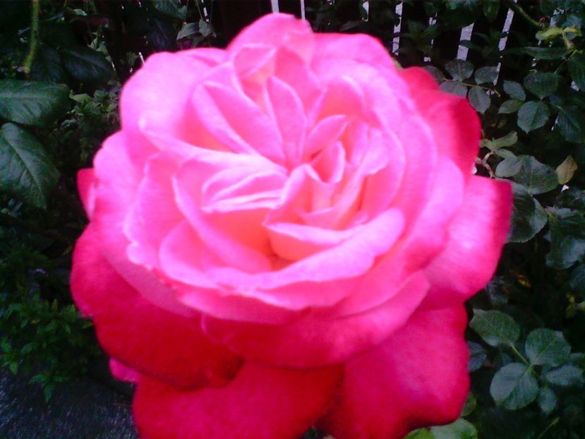 Trandafir - Gradina mea