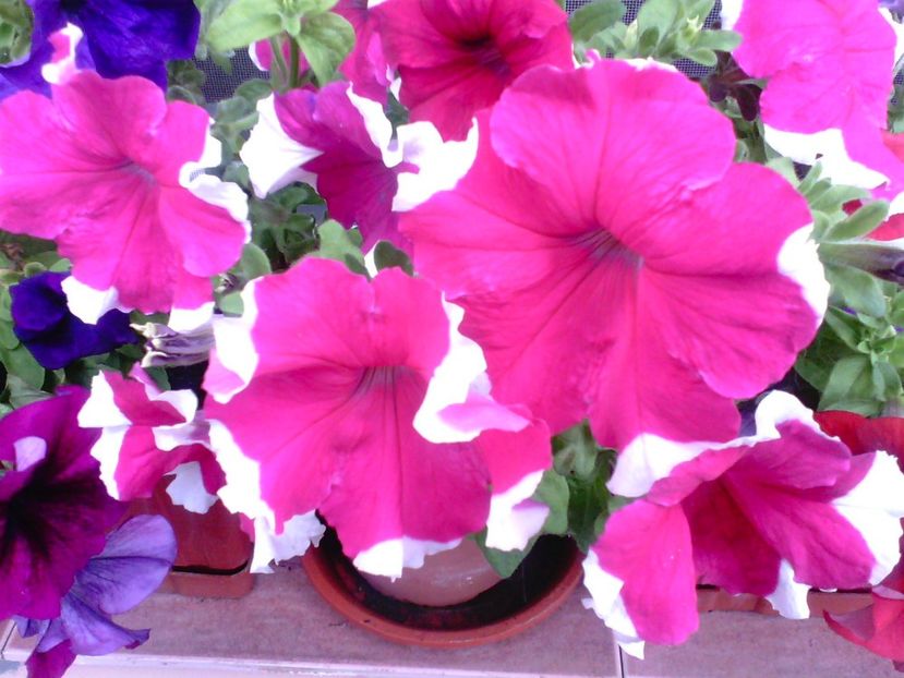 Petunii - Gradina mea
