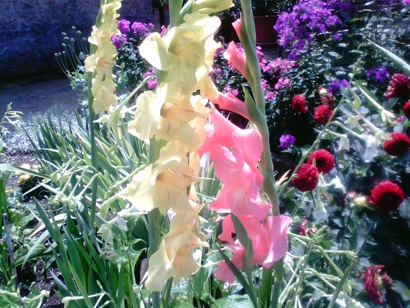 Gladiole , dalii rosii , phlox - Gradina mea