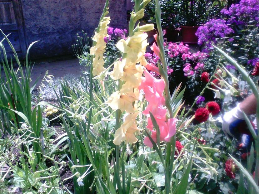 Gladiole , dalii rosii , phlox - Gradina mea