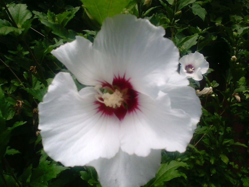 Hibiscus de gradina alb - Gradina mea