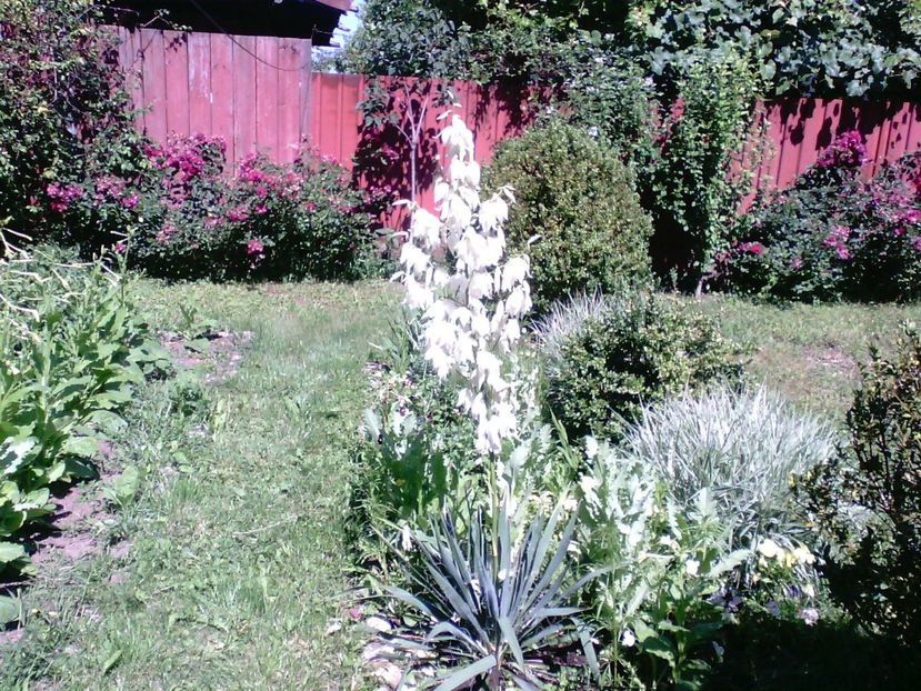 Yucca de gradina - Gradina mea