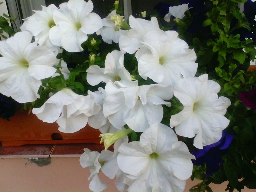 Petunii - Gradina mea