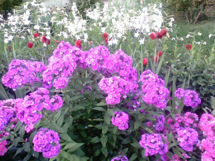 Phlox , dalii rosii , regina noptii - Gradina mea