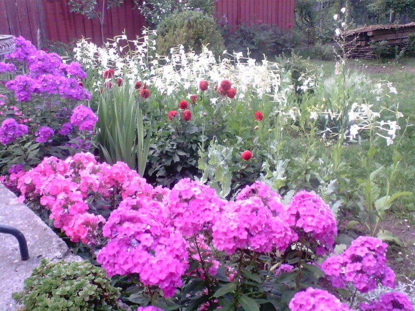 Phlox , dalii rosii , regina noptii - Gradina mea